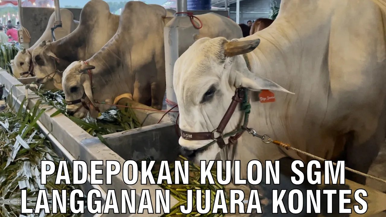 
                                 Juara-Bertahan-Sapi-Ongole-Kontes-Padepokan-Kulon-SGM